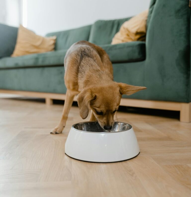 What is the healthiest diet for my dog