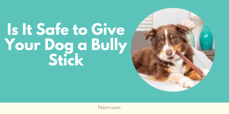 Is It Safe to Give Your Dog a Bully Stick Every Day